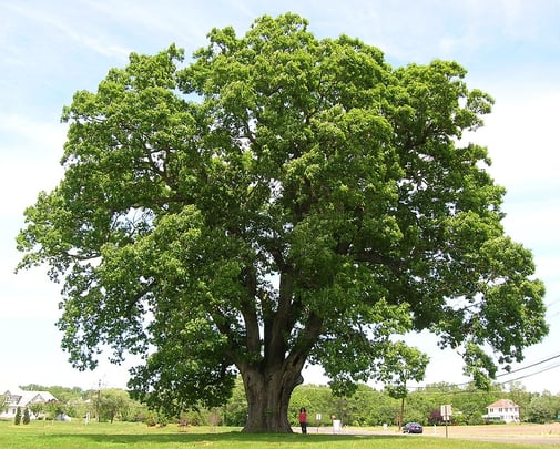 Quercus Alba