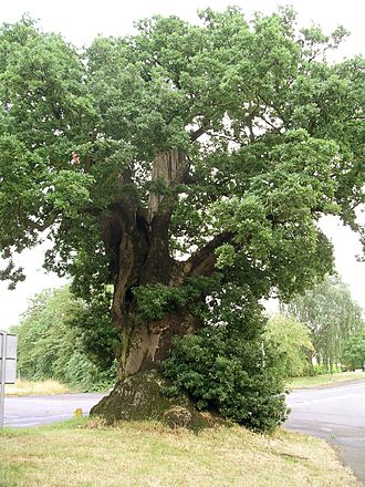 Quercus Robur