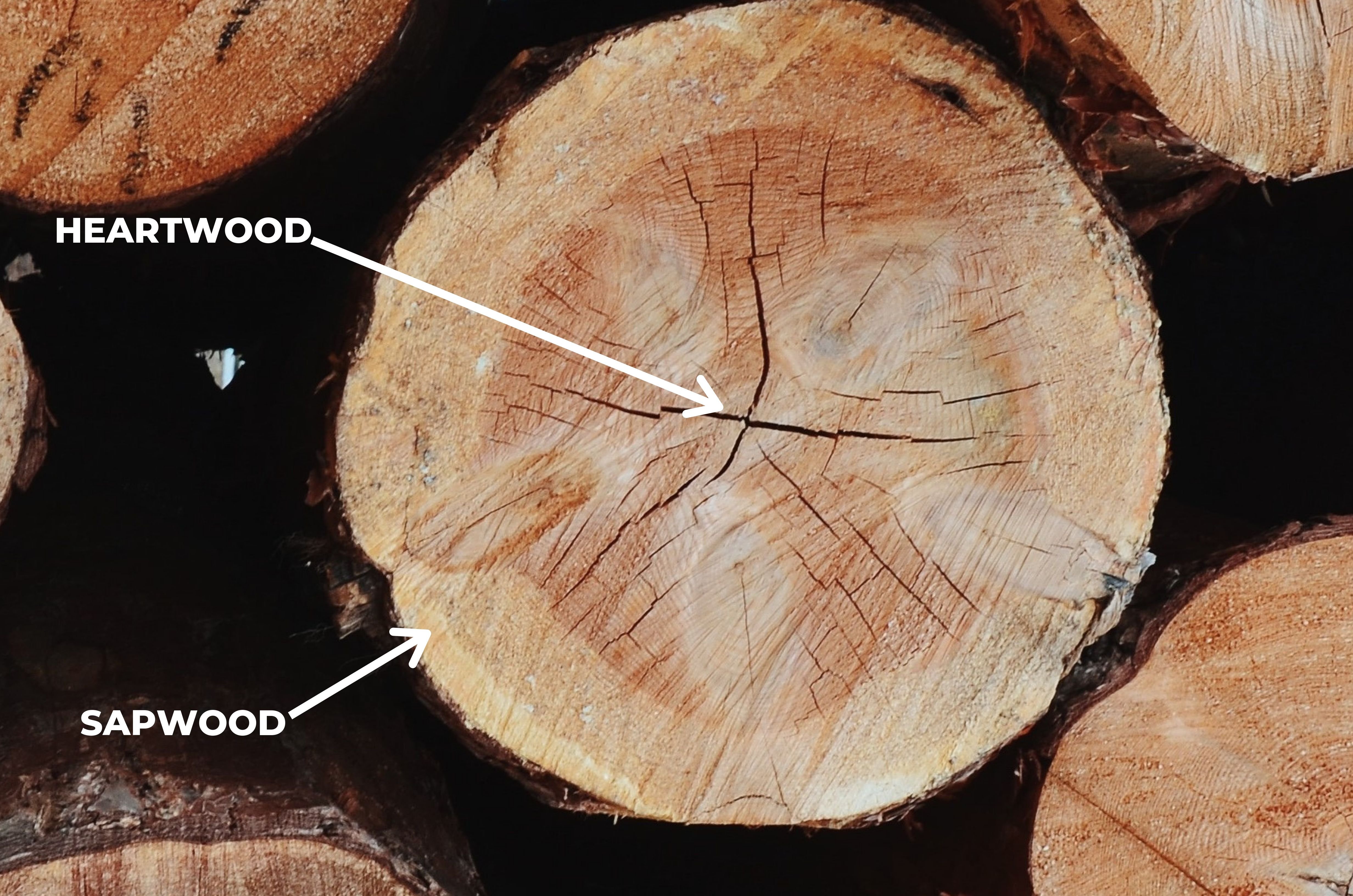 HEARTWOOD ANS SAPWOOD DIAGRAM