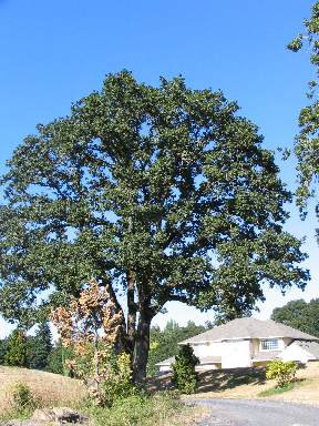 Quercus Garryana