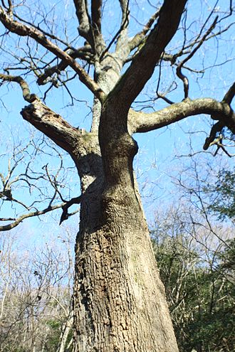Quercus Aliena