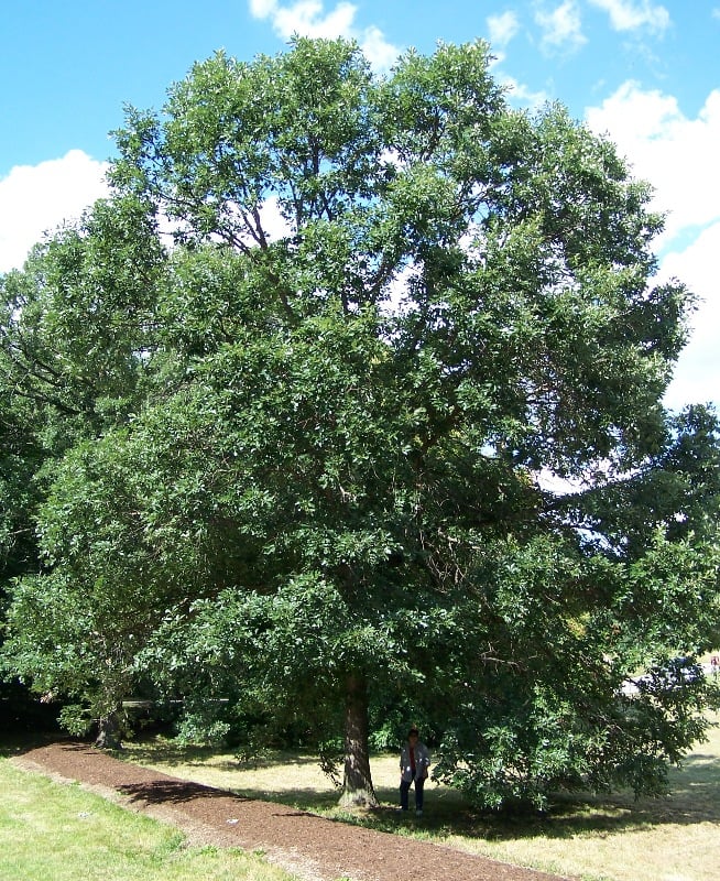 TYPES OF WHITE OAK TREES IN THE WORLD