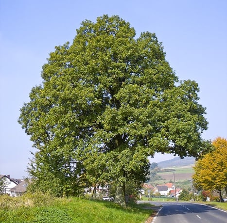 Quercus Petraea