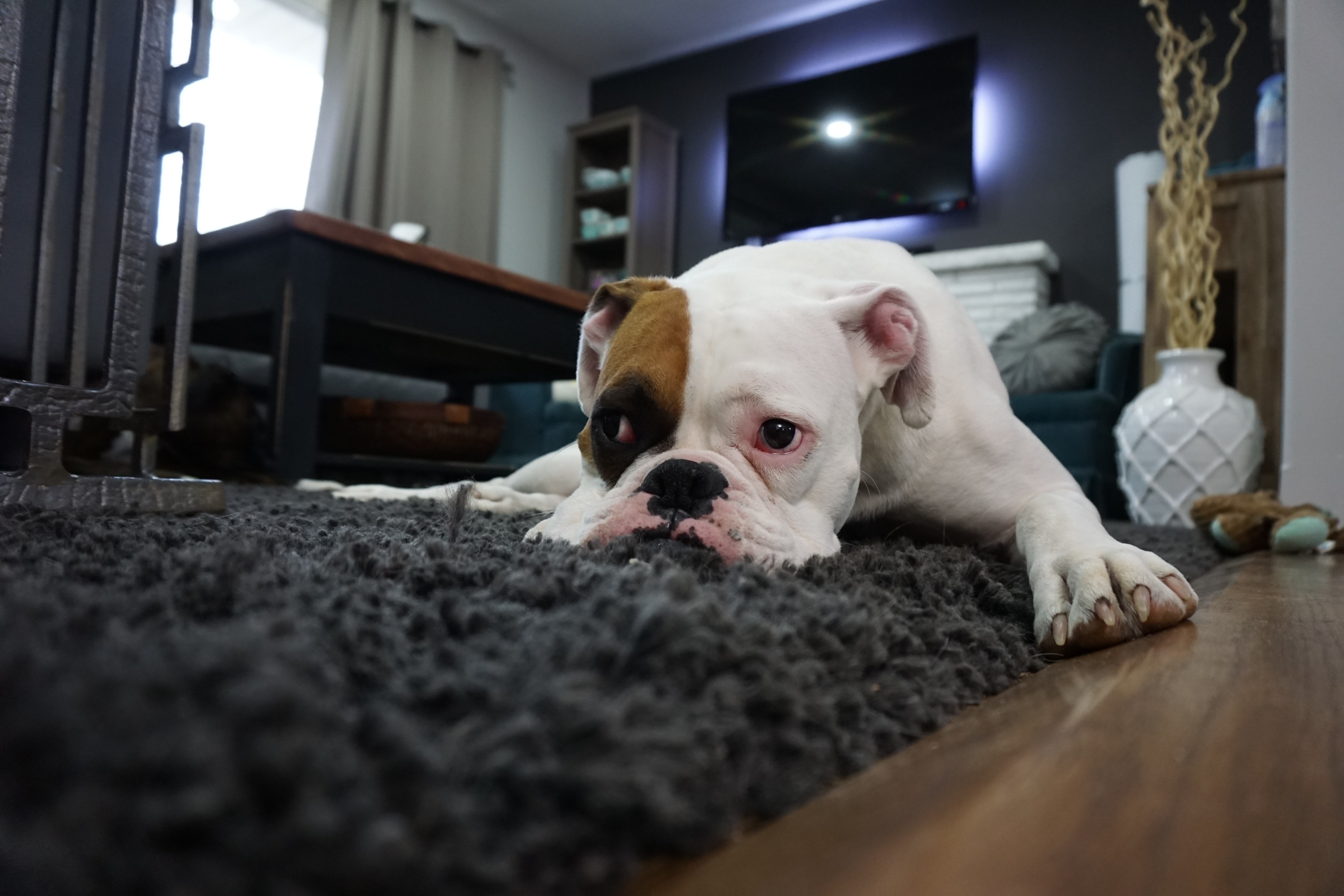 Avoid Pets for wood floors