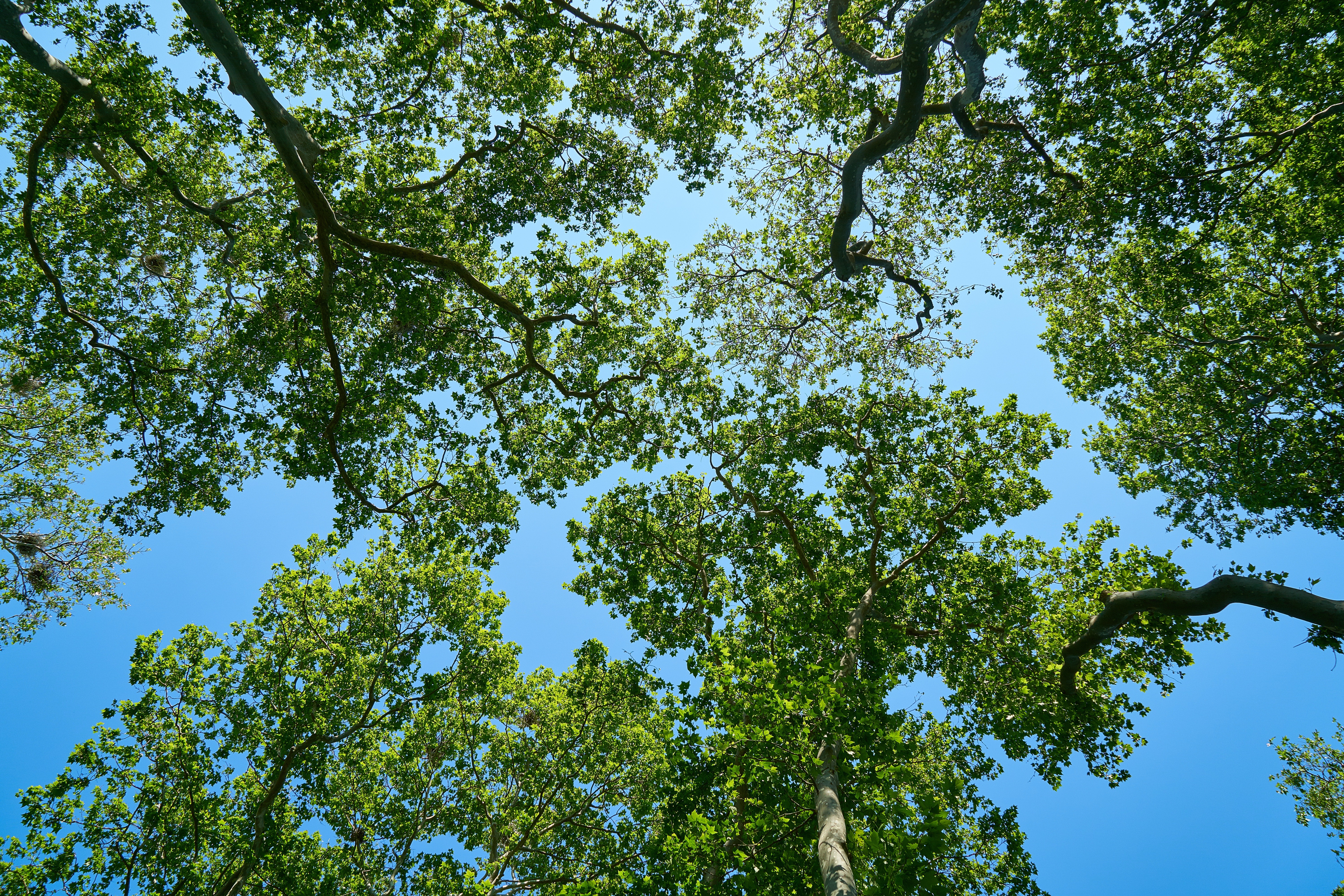 White Oak Canopy