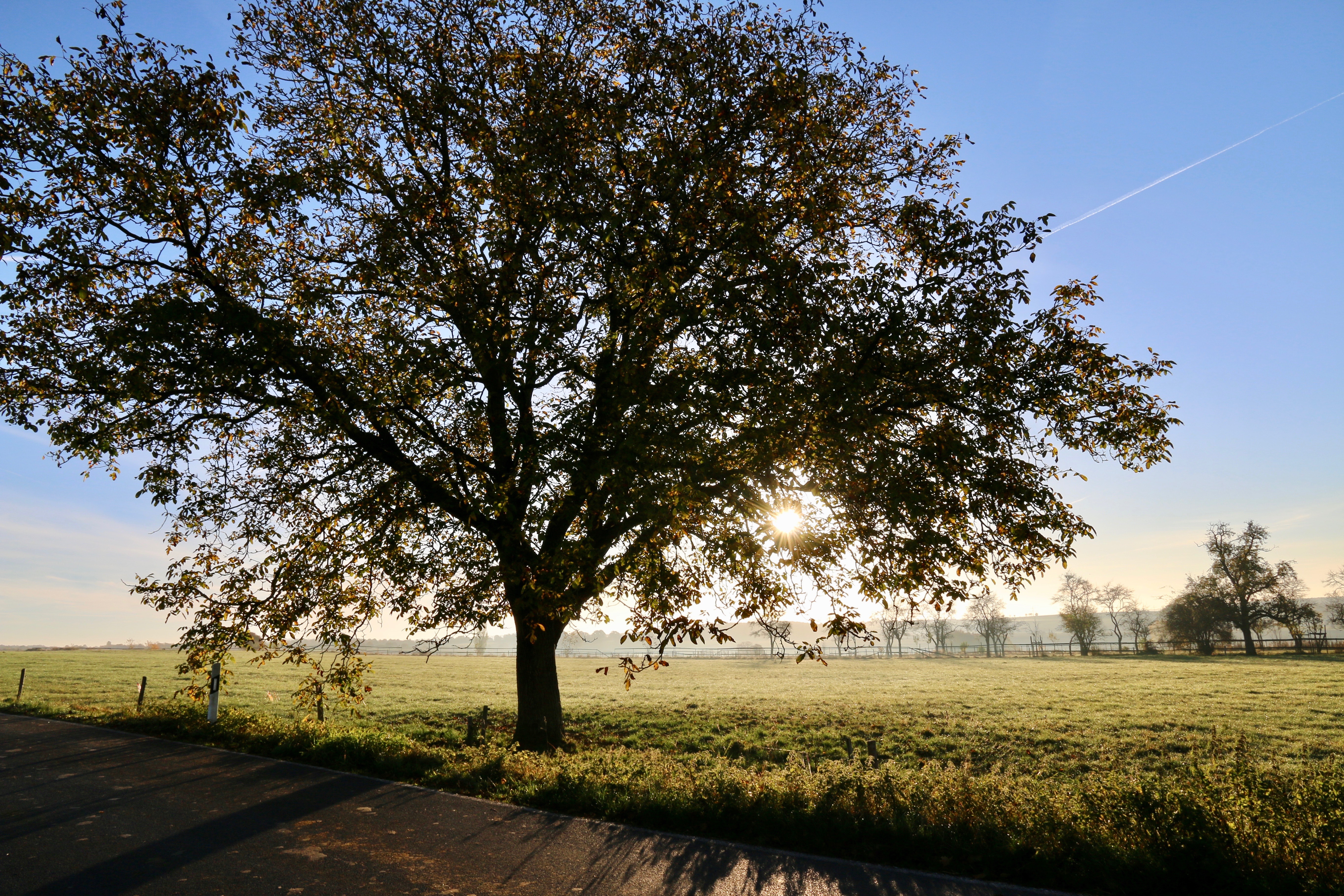 White Oak tree