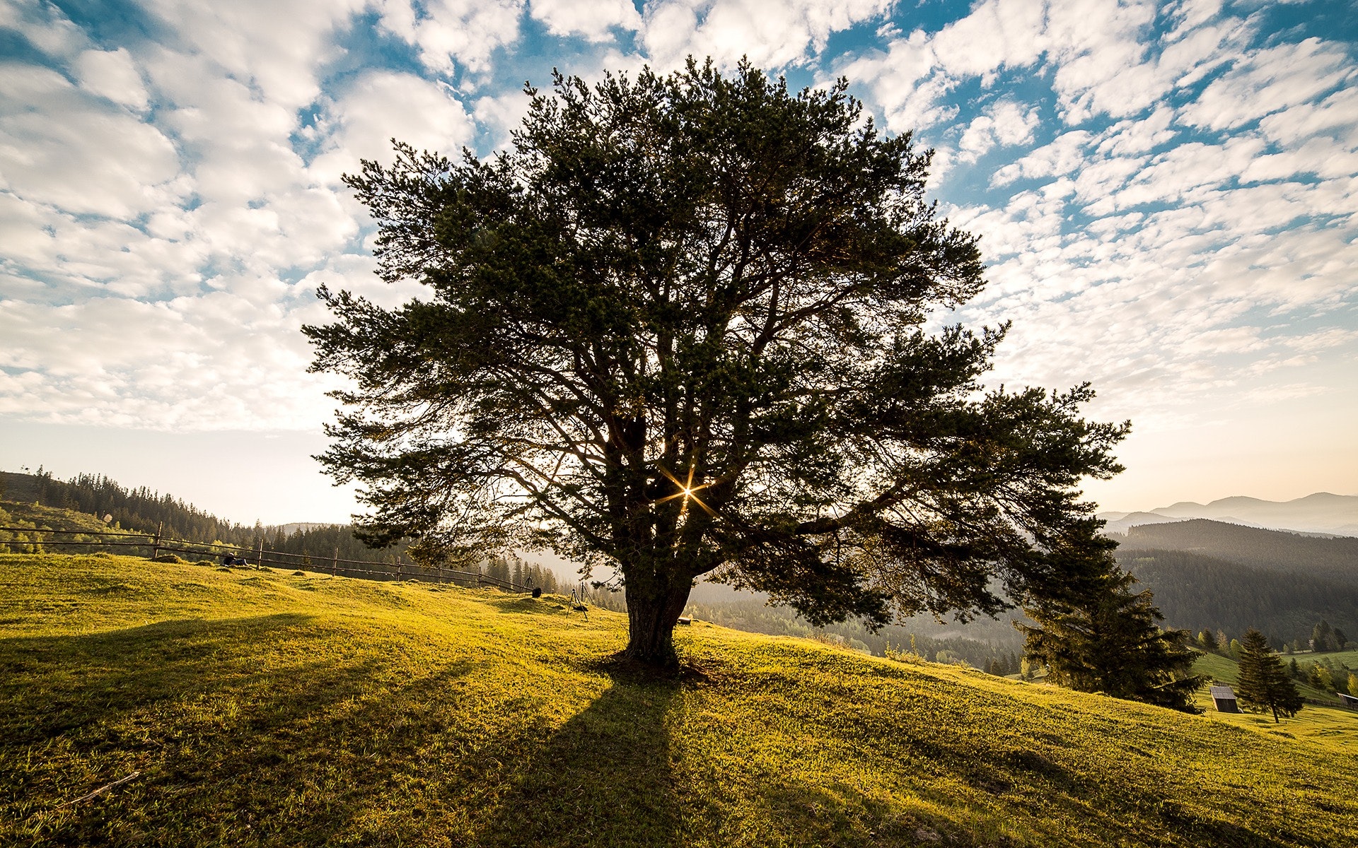 White Oak Tree