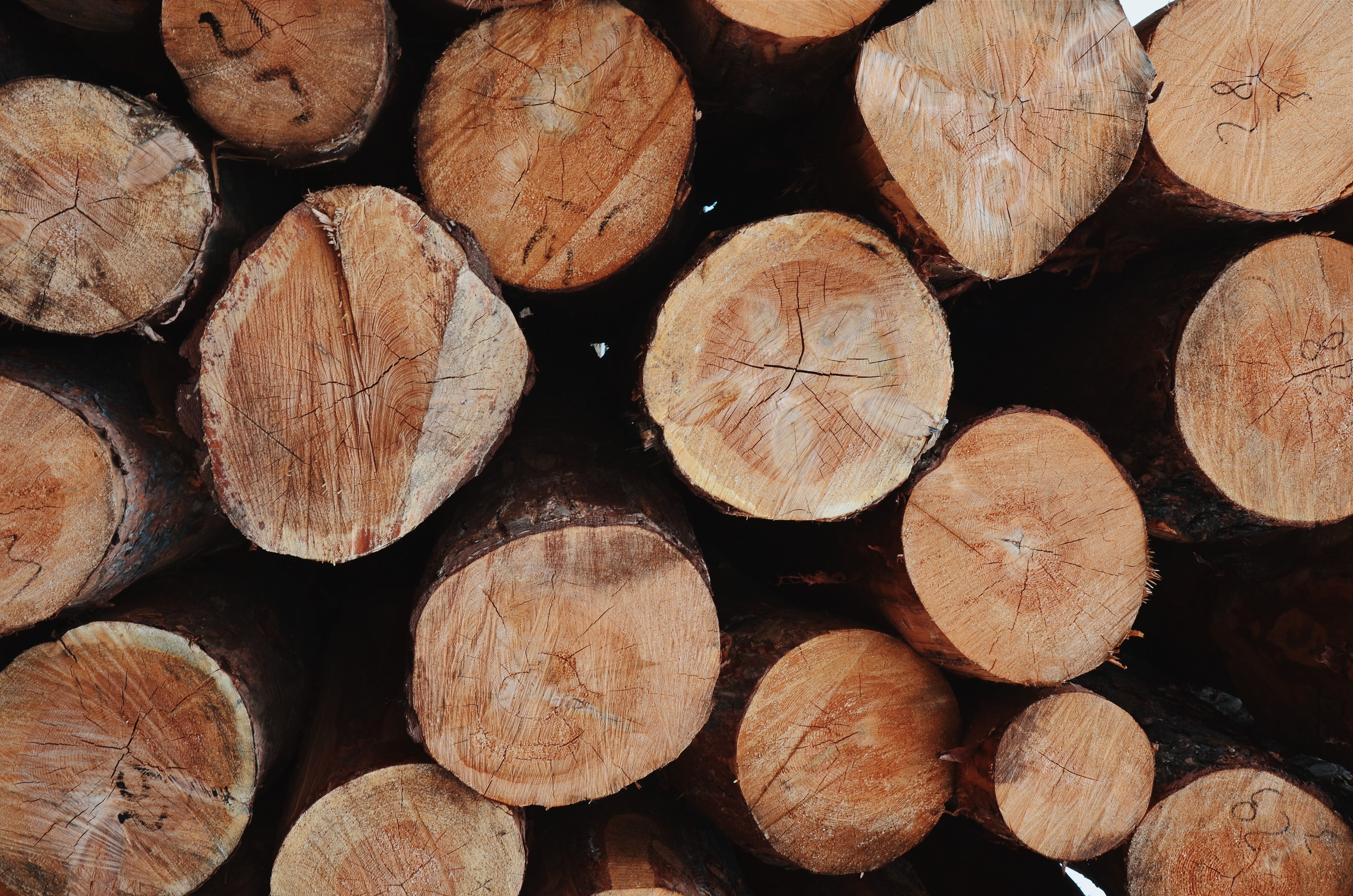Heartwood vs sapwood
