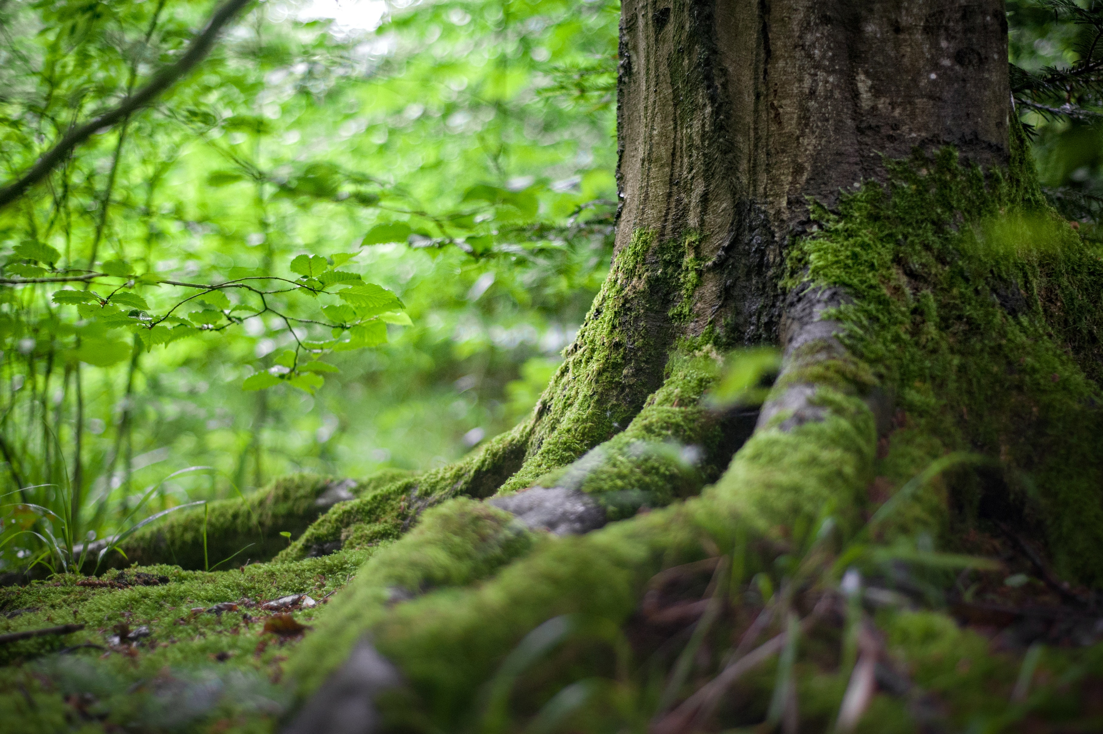 White Oak Tree Roots